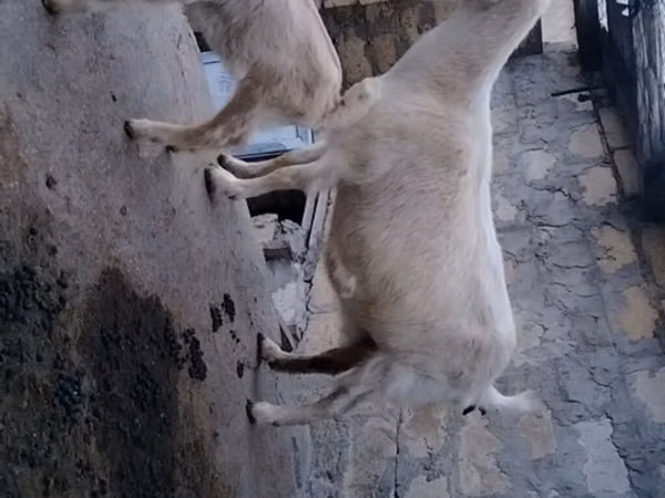 Capră, Capre