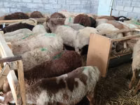 भेड़, Beulah Speckled face sheep — फ़ोटो 1