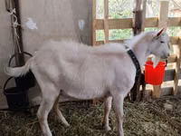 公山羊, Saanen goat — 照片 1
