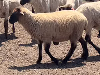 كبش, Hampshire sheep — الصورة 3