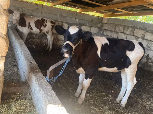 بقرة, Russian Black pied cattle