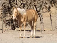 Cal, Quarter Horse — foto 5