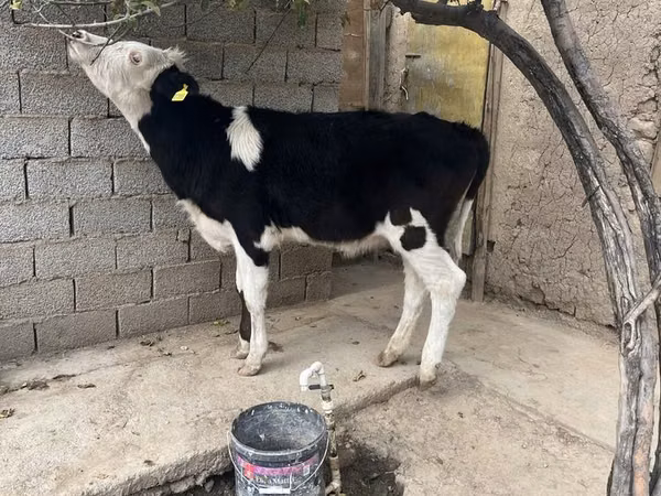 Sigir, Russian Black pied cattle