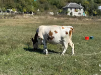 गाय, Simmental cattle — फ़ोटो 2