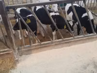Bulle, Holstein-Rasse — Foto 5