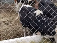Bou, Russian Black pied cattle — foto 2