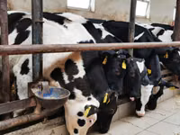 Taureau, Simmental cattle — photo 5