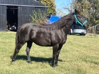 Stute, Black Sea breed — Foto 1