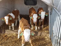 Bulle, Simmental cattle — Foto 4