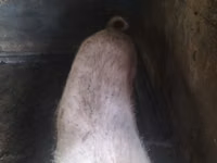 Vier, Porci — foto 3