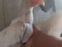 poules Shamo — photo 2