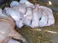 Scroafă, Porci — foto 1