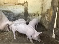 母猪, Pigs — 照片 1