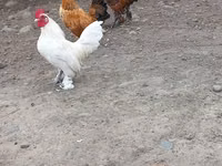 Chickens — 3-rasm
