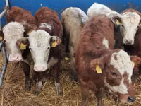 Bovine (lot, sex nespecificat), Simmental cattle — foto 4