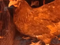 Chickens — photo 8