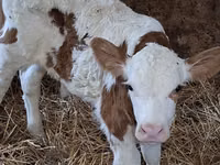 Bull, Simmental cattle — photo 6