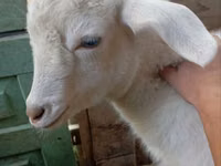 Ziege, Saanen goat — Foto 3