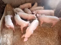 Säue, Schweine — Foto 2