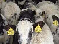İribuynuzlu mal-qara (partiya, cinsi göstərilməyib), Simmental cattle — foto 3