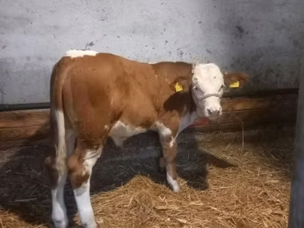 Touro, Simmental cattle