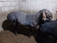 公羊, Sheep — 照片 3