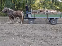 公马, Horses — 照片 5