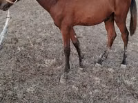 公马, Horses — 照片 2