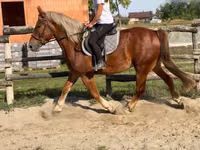 Caballo, Caballos — foto 5