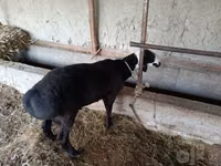 Ram, Sheep — photo 4