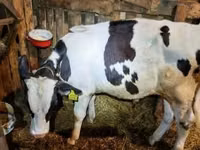 Bulle, Holstein-Rasse — Foto 4