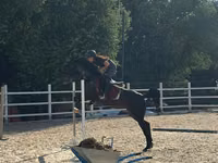 Yegua, Friesian sport horse — foto 2