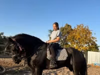 Cal, Friesian — foto 2