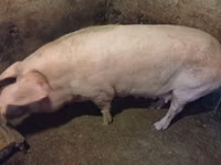 Scroafă, Porci — foto 2
