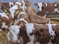 Bovine (lot, sex nespecificat), Simmental cattle — foto 2