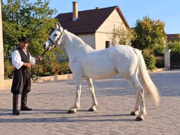 Mare, Horses