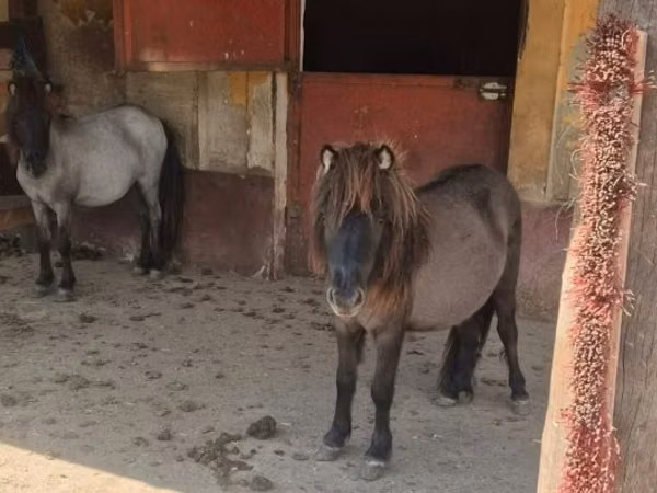 Iapă, Shetland Pony