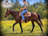 Madyan, Quarter Horse — foto 1