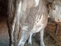Vacă, Simmental cattle — foto 2
