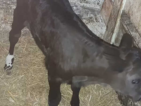 Rinder (Partie, Geschlecht nicht angegeben), Limousin-Kuh
