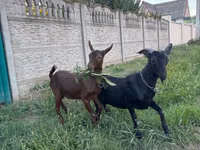 Țap, Murcia-Granada goats — foto 4