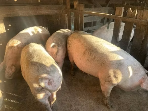 Säue, Schweine