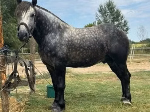 公马, Horses