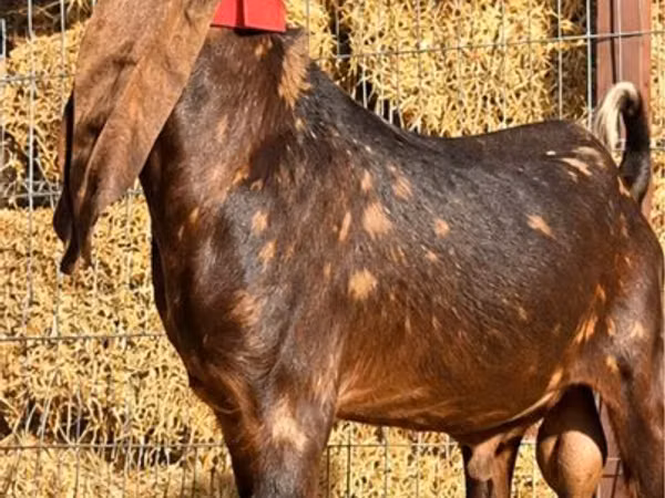 Ziegenbock, Kamori goats