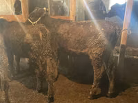 Toro, Swiss cattle — foto 6