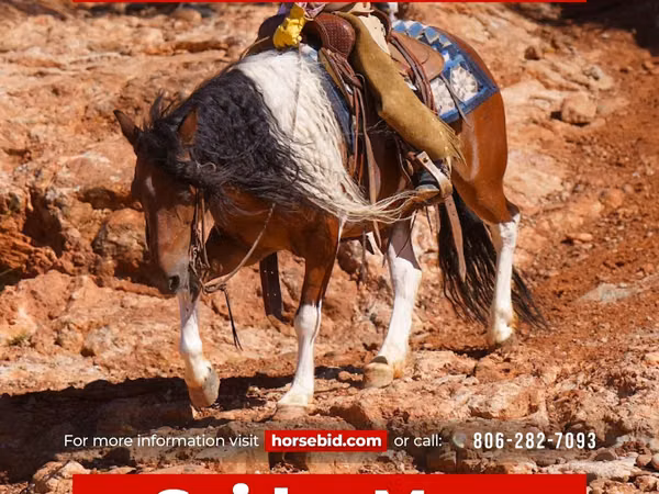 公马, Pinto horses