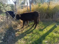 Vaca, Ganado vacuno — foto 2