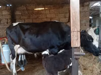 İnək, Russian Black pied cattle — foto 1