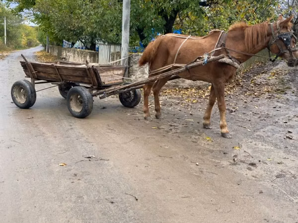 Iapă, Cai