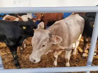 牛只（批次，未指定性别）, Simmental cattle — 照片 7
